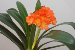 Clivia miniata